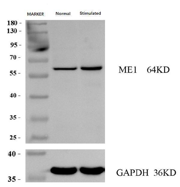 a03449 3 me1 primary antibodies wb testing 12