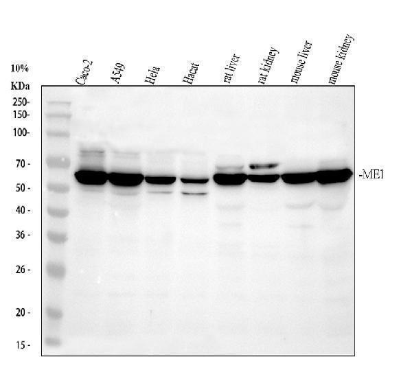 a03449 3 me1 primary antibodies wb testing 1_1
