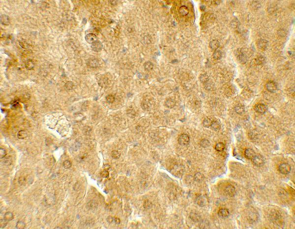 a03449 me1 primary antibodies ihc testing 2