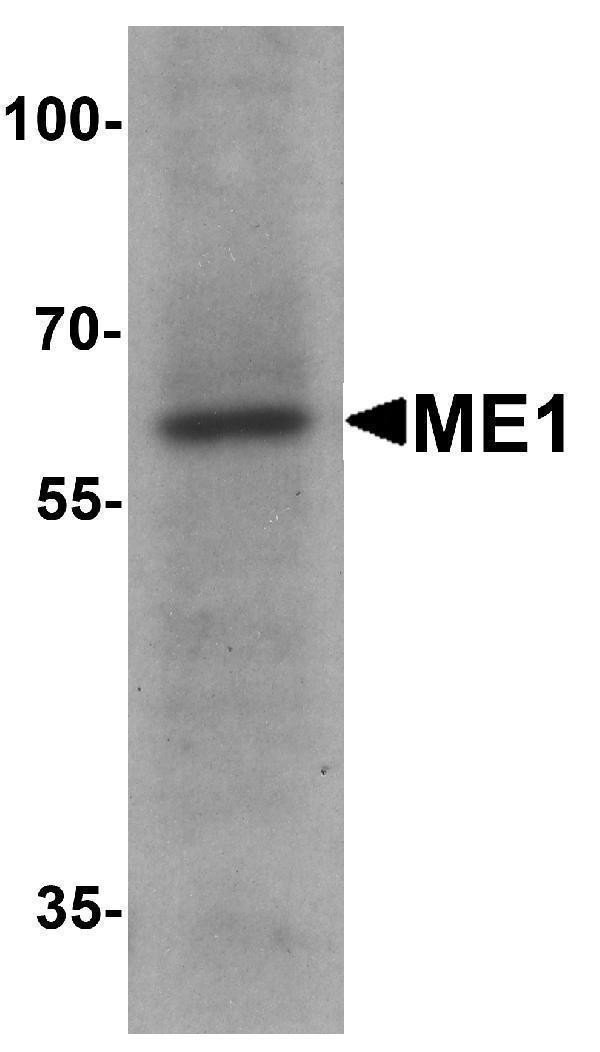 a03449 me1 primary antibodies wb testing 1