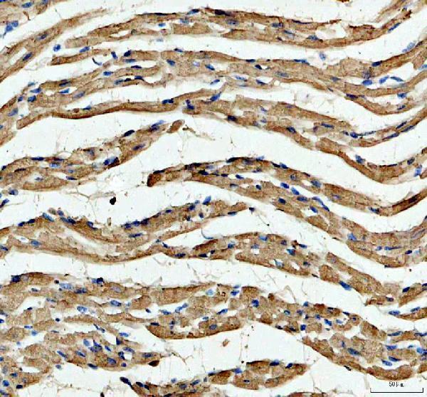 a03452 1 ckm primary antibodies ihc testing 3