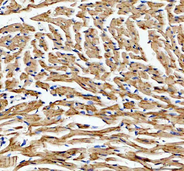 a03452 1 ckm primary antibodies ihc testing 5