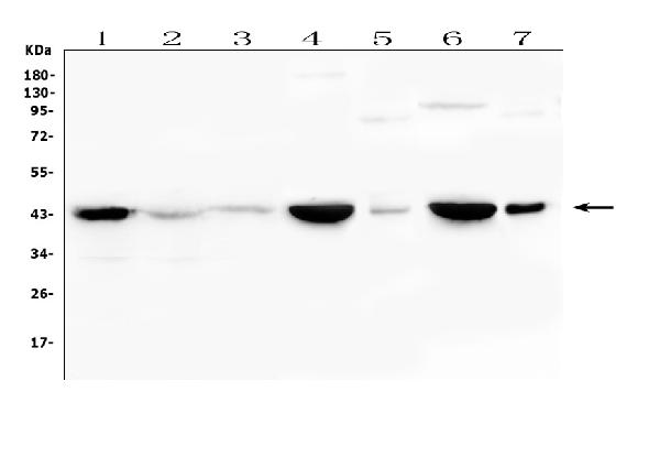 Western blot analysis of Creatine Kinase MM using anti-Creatine Kinase MM antibody (A03452-1). Electrophoresis was performed on a 5-20% SDS-PAGE gel at 70V (Stacking gel) / 90V (Resolving gel) for 2-3 hours. The sample well of each lane was loaded with 50ug of sample under reducing conditions. Lane 1: human K562 whole cell lysate, Lane 2: human CNE whole cell lysate, Lane 3: human COLO-320 whole cell lysate, Lane 4: rat heart tissue lysates, Lane 5: rat lung tissue lysates, Lane 6: mouse heart tissue lysates, Lane 7: mouse lung tissue lysates. After Electrophoresis, proteins were transferred to a Nitrocellulose membrane at 150mA for 50-90 minutes. Blocked the membrane with 5% Non-fat Milk/ TBS for 1.5 hour at RT. The membrane was incubated with rabbit anti-Creatine Kinase MM antigen affinity purified polyclonal antibody (Catalog # A03452-1) at 0.5 μg/mL overnight at 4°C, then washed with TBS-0.1%Tween 3 times with 5 minutes each and probed with a goat anti-rabbit IgG-HRP secondary antibody at a dilution of 1:10000 for 1.5 hour at RT. The signal is developed using an Enhanced Chemiluminescent detection (ECL) kit (Catalog # EK1002) with Tanon 5200 system. A specific band was detected for Creatine Kinase MM at approximately 43KD. The expected band size for Creatine Kinase MM is at 43KD.