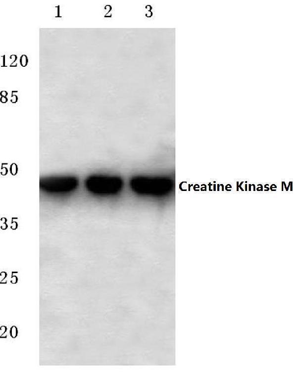 Western blot (WB) analysis of Creatine Kinase M (Y14) polyclonal antibody at 1:500 dilution
Lane1:Hela cell lysate
Lane2:NIH-3T3 cell lysate
Lane3:H9C2 cell lysate