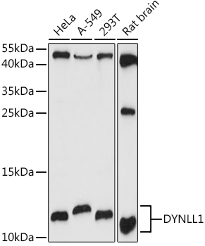 a03454 dynll1 primary antiboties wb testing 1