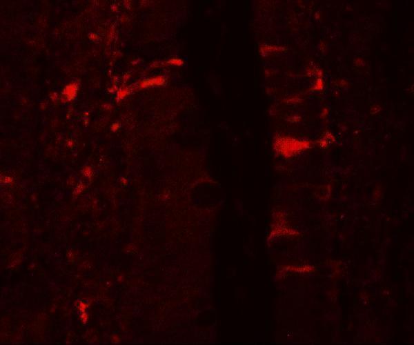 Immunofluorescence of IL-36RN in rat small intestine tissue with IL-36RN antibody at 20 μg/mL