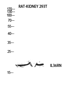 a03455 il36rn primary antibodies wb testing 1
