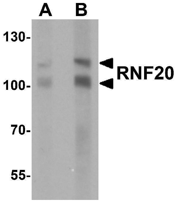 a03457 rnf20 primary antibodies wb testing 1