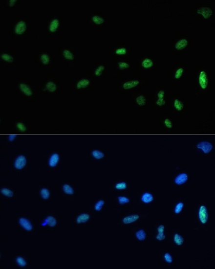Immunofluorescence analysis of U-2 OS cells using SAFB antibody  at dilution of 1:100