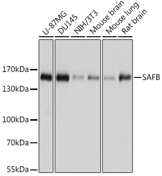 Western blot analysis of extracts of various cell lines, using SAFB antibody  at 1:1000 dilution