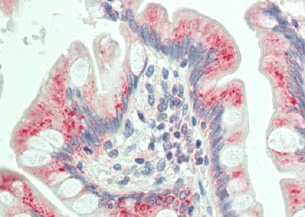 Immunohistochemistry (IHC) analyzes of Dab1 (Q226) pAb in paraffin-embedded human small intestine tissue at 1:100