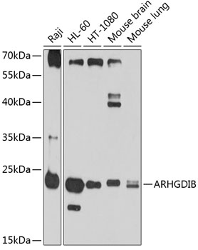 a03461 arhgdib primary antiboties wb testing 1