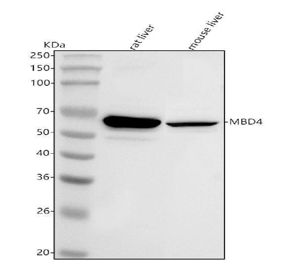 a03462 1 mbd4 primary antibodies wb testing 1
