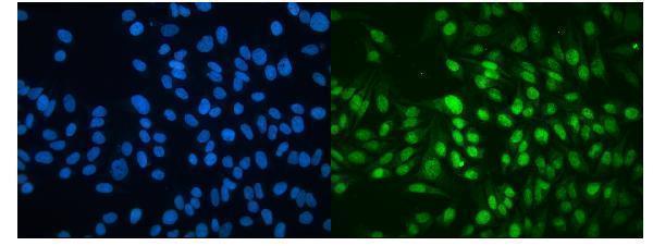 a03462 mbd4 primary antibodies if testing 4