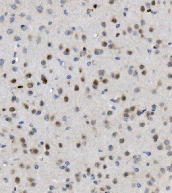 a03462 mbd4 primary antibodies ihc testing 2