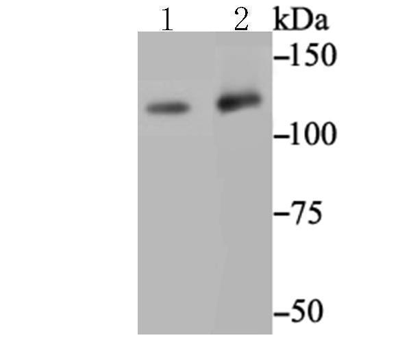 a03465 mgea5 primary antiboties wb testing 1
