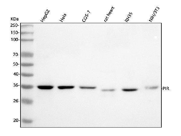  Western blot analysis of PIR using anti-PIR antibody (A03468-1)