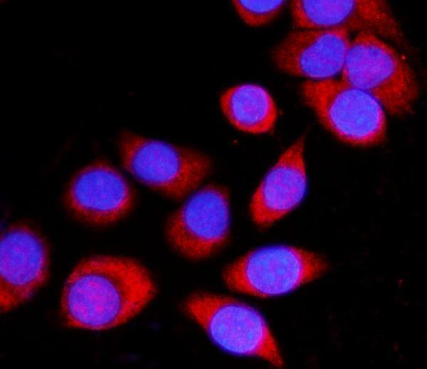 a03469 1 atp1b1 primary antibodies if testing 7