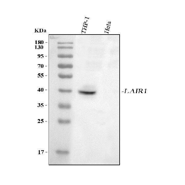  Western blot analysis of LAIR1 using anti-LAIR1 antibody (A03470-2)