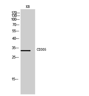 a03470 lair1 primary antibodies wb testing 1