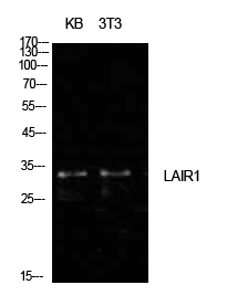 a03470 lair1 primary antibodies wb testing 2