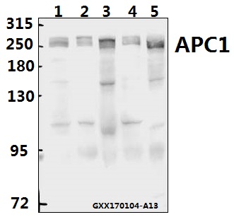 a03471 1 anapc1 primary antiboties wb testing 1