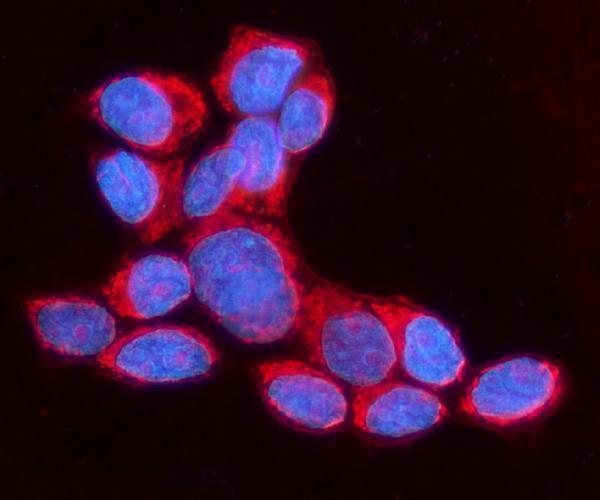  IF analysis of APC1/ANAPC1 using anti-APC1/ANAPC1 antibody (A03471-2)