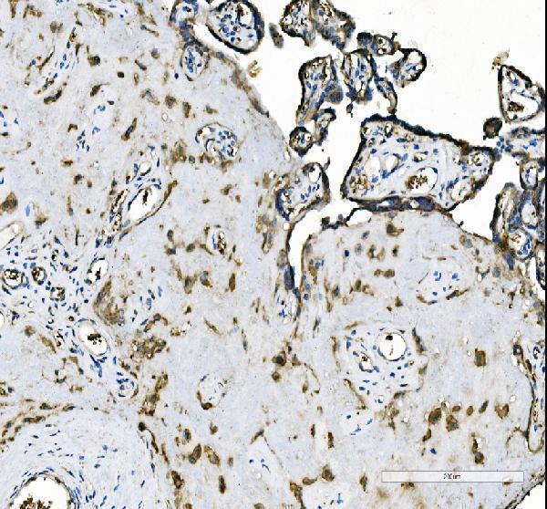  IHC analysis of APC1/ANAPC1 using anti-APC1/ANAPC1 antibody (A03471-2)
