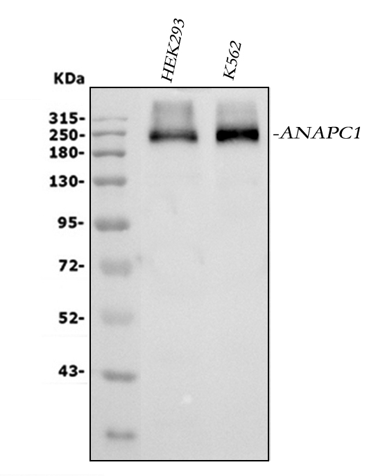  Western blot analysis of APC1/ANAPC1 using anti-APC1/ANAPC1 antibody (A03471-2)