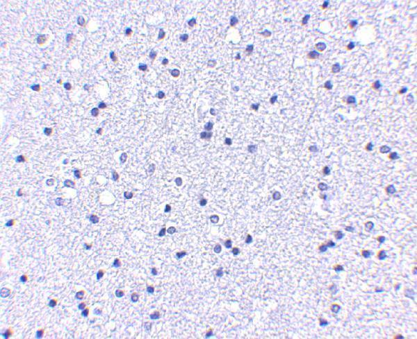 Immunohistochemistry of APC1 in human brain tissue with APC1 antibody at 5 μg/mL