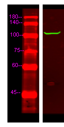 Western Blot analysis of Hela lysis, using primary antibody at 1:1000 dilution