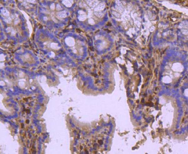 Immunohistochemical analysis of paraffin-embedded mouse colon tissue using anti-HSPA2 antibody