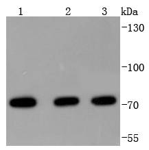 Western blot analysis of HSPA2 on different lysates using anti-HSPA2 antibody at 1/1,000 dilution