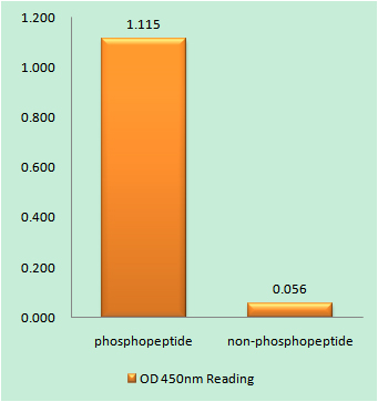 a03475s209 1 csnk2b primary antibodies elisa testing 1
