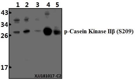 a03475s209 csnk2b primary antiboties wb testing 1