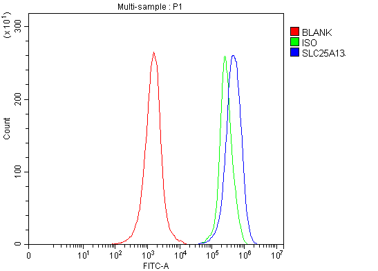 a03476 2 slc25a13 primary antibodies fcm testing 17