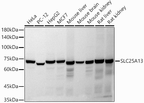 Western blot analysis of extracts of various cell lines, using SLC25A13   antibody  at 1:1000 dilution