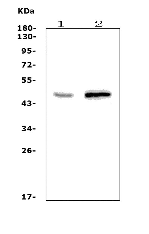 a03479 2 wnt10a primary antibodies wb testing 1