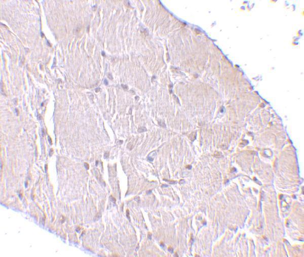 a03479 wnt10a primary antibodies ihc testing 2