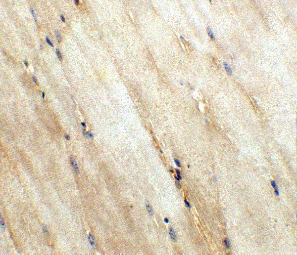 a03479 wnt10a primary antibodies ihc testing 4