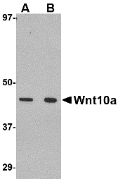 a03479 wnt10a primary antibodies wb testing 1