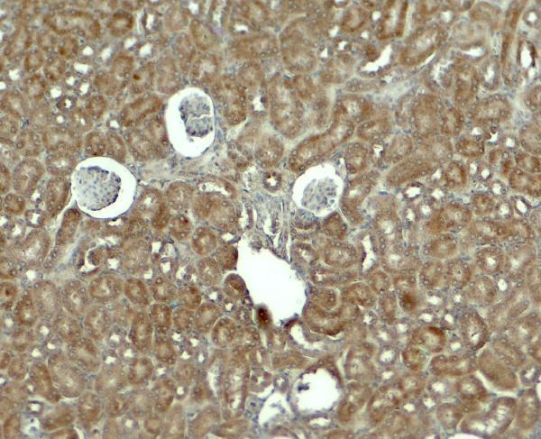 Immunohistochemistry of RHOG in mouse kidney tissue with RHOG antibody at 5 μg/ml