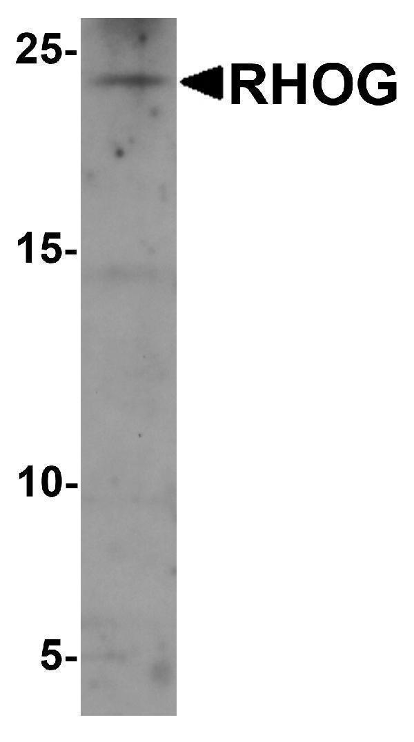 Western blot analysis of RHOG in human kidney tissue lysate with RHOG antibody at 1 μg/ml