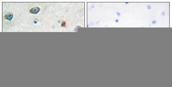 Immunohistochemistry analysis of paraffin-embedded human brain tissue, using DUSP4 Antibody