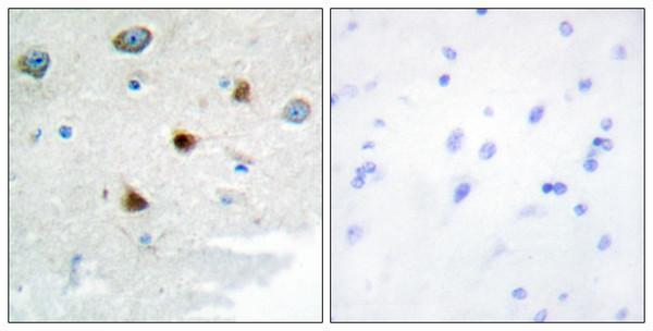 Immunohistochemistry analysis of paraffin-embedded human brain tissue, using DUSP4 Antibody