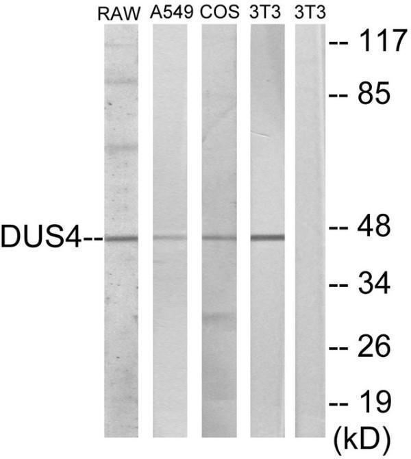 Western blot analysis of lysates from RAW264