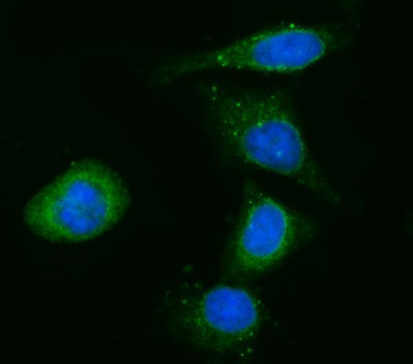  IF analysis of CYB5R3 using anti-CYB5R3 antibody (A03487-4)
