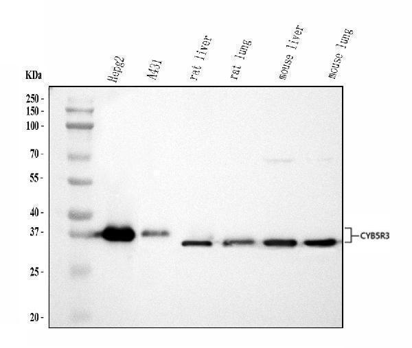  Western blot analysis of CYB5R3 using anti-CYB5R3 antibody (A03487-4)