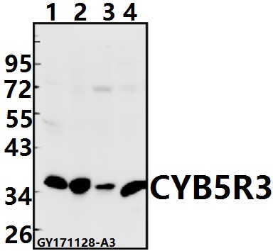 Western blot (WB) analysis of CYB5R3 (I169) pAb at 1:500 dilution
Lane1:MCF-7 whole cell lysate(40ug)
Lane2:A549 whole cell lysate(40ug)
Lane3:The Testis tissue lysate of Rat(40ug)
Lane4:The Testis tissue lysate of Mouse(40ug)