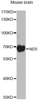 a03488 1 mt nd5 primary antiboties wb testing 1
